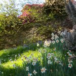 Gartengestaltung Libelle - Isabella Pfenning - Gartentipps Frühling