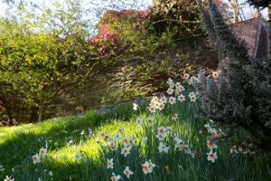 Gartengestaltung Libelle - Isabella Pfenning - Gartentipps Frühling