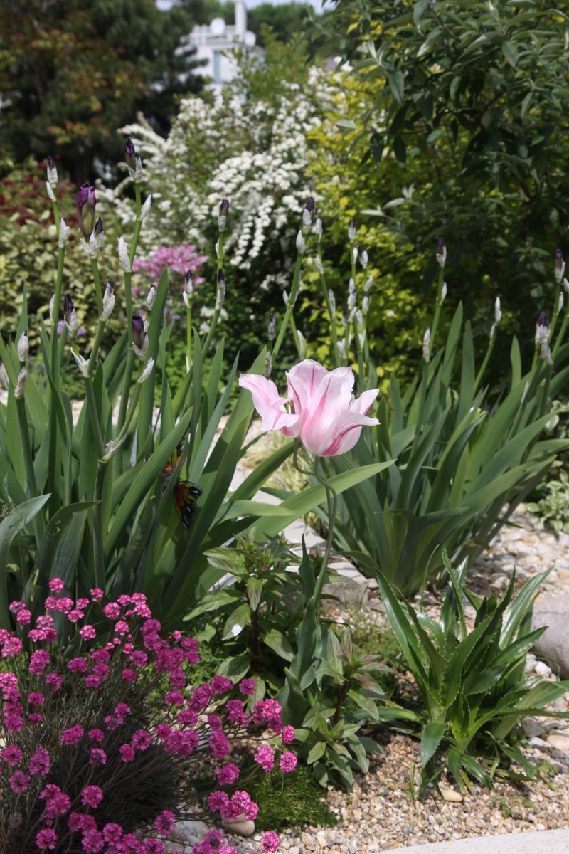 Gartengestaltung Libelle - Isabella Pfenning - Traumgarten