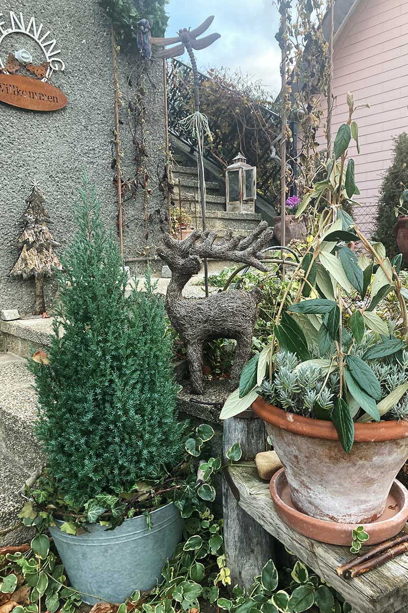 große Keramiktöpfe mit Pflanzen und Weihnachtsdeko