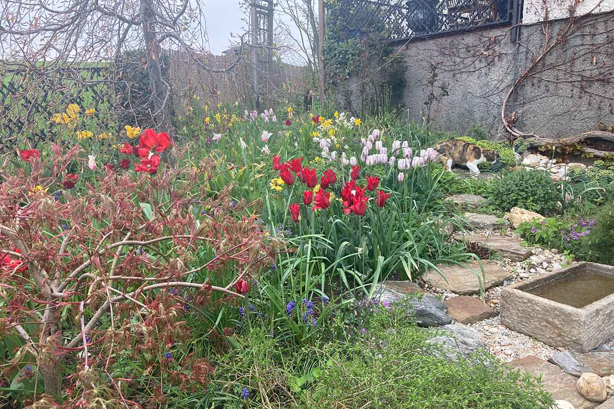 Vor dem Haus gibt es eine typische Vorgartenbepflanzung mit Steingartenpflanzen und Gehölzen. Die Wand habe ich mit wildem Wein begrünt, der Rosenbogen im Hintergrund ist ein hübsches Landhausgarten-Stilelement.