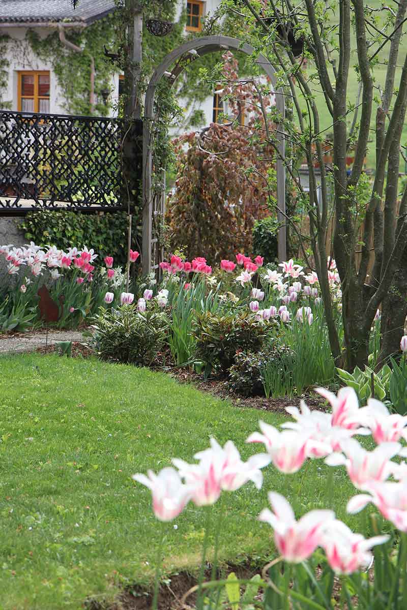 Zu dieser Jahreszeit blühen vor allem meine Tulpen in den schönsten Farben.