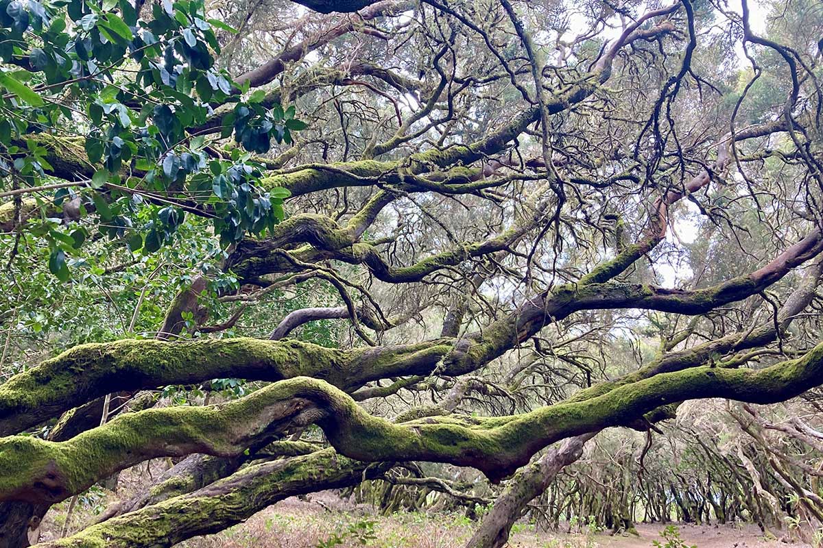 Naturreise-Kanarische-Inseln-(c)Isabella-Pfenning-9