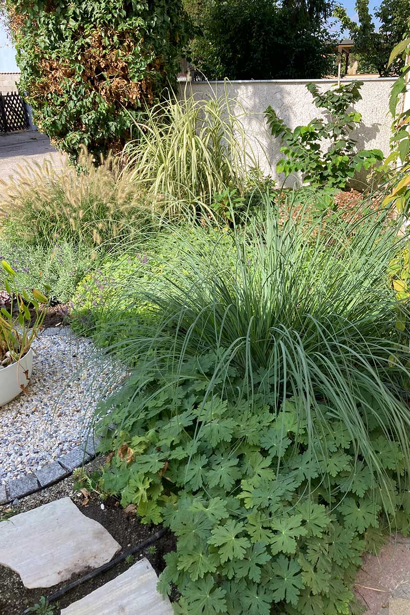 vorgartenbeet-gartengestaltung-libelle-1