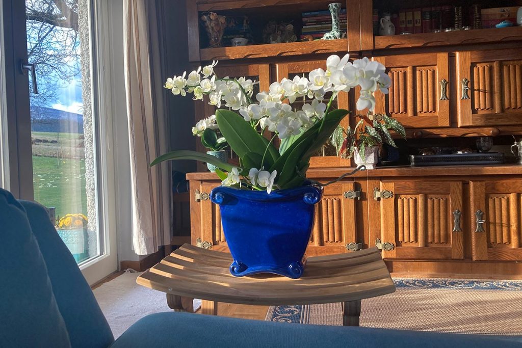 üppig blüehende Orchidee Phalaenopsis mit weißen Blüten, in einem blauen Topf, steht in Wohnzimmer auf einem Beistelltisch