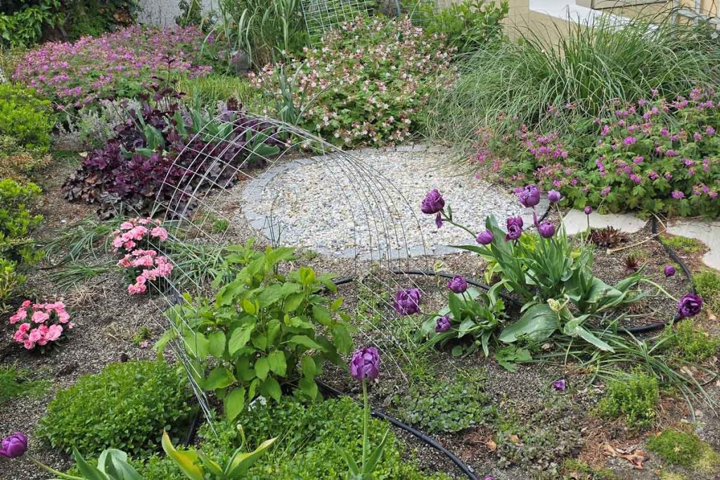 Frühlingsblumen in einem Vorgartenbeet, farblich passend zum weiß-lila-rosanen Farbkonzept