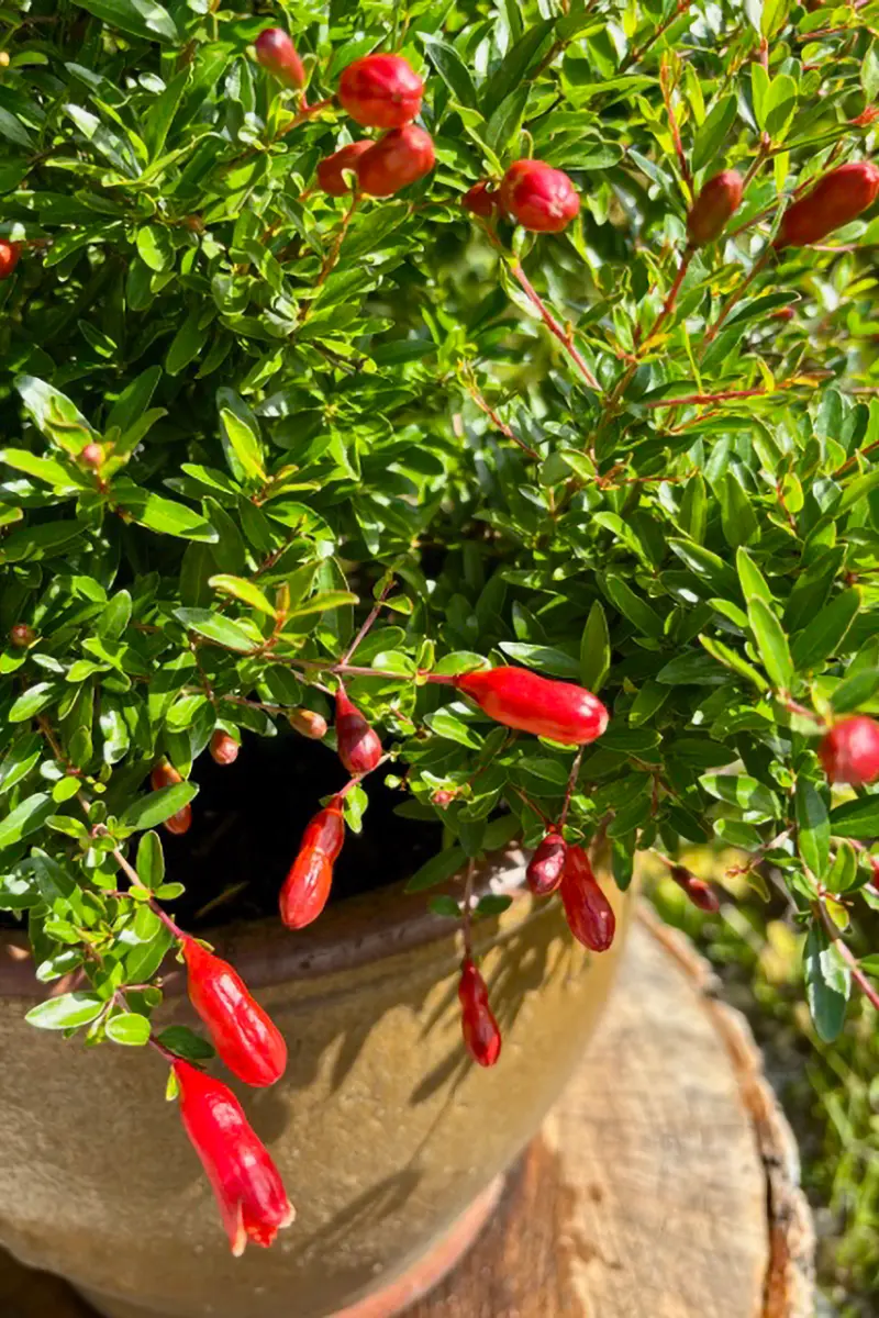 Nahaufnahme von einem jungen Granatapfelbaum in einem Tontopf.