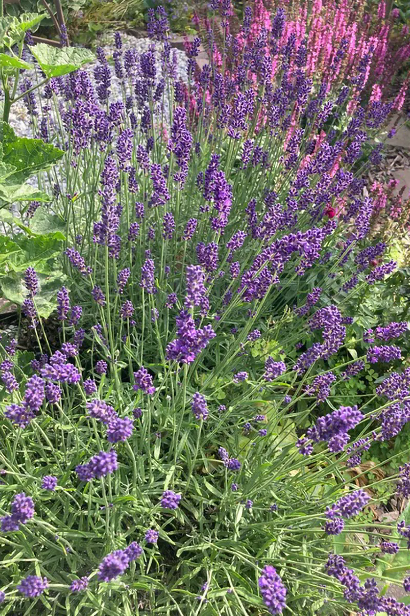 Nahaufnahme Lavendelbuch in einem mediterranem Garten.