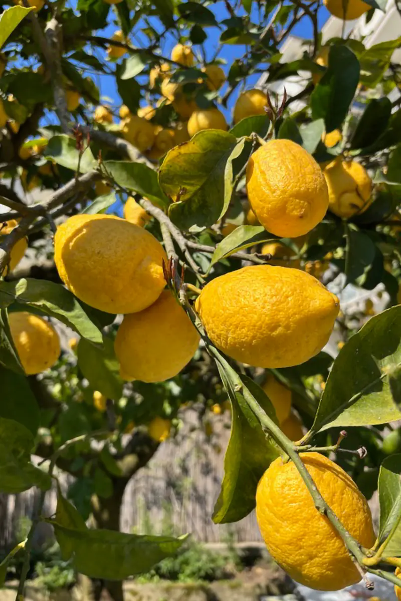 Nahaufnahme von einem Zitronenbraum mit reifen gelben Zitronen und grünen Blättern im strahlenden Sonnenlicht.