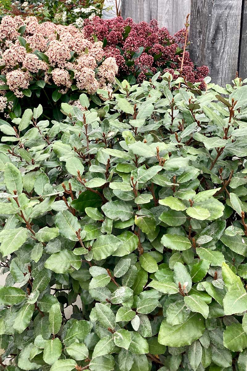 Immergrüne Laubgehölze mit grün-silber gefleckten Blättern.