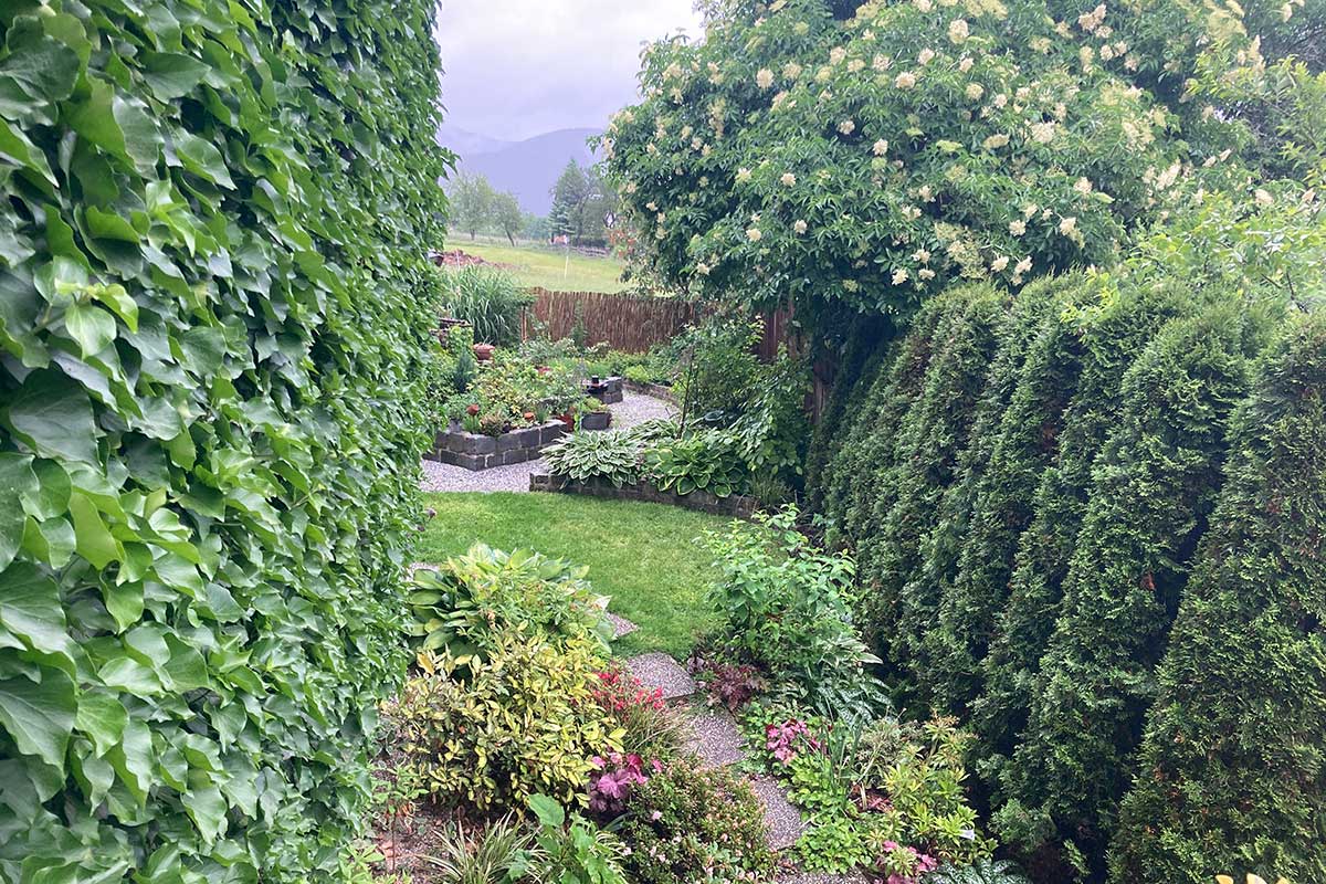 immergrüne Pflanzen, Nadelgehölz und Laubgehölz im Garten der Gartengestalterin Isabella Pfenning.