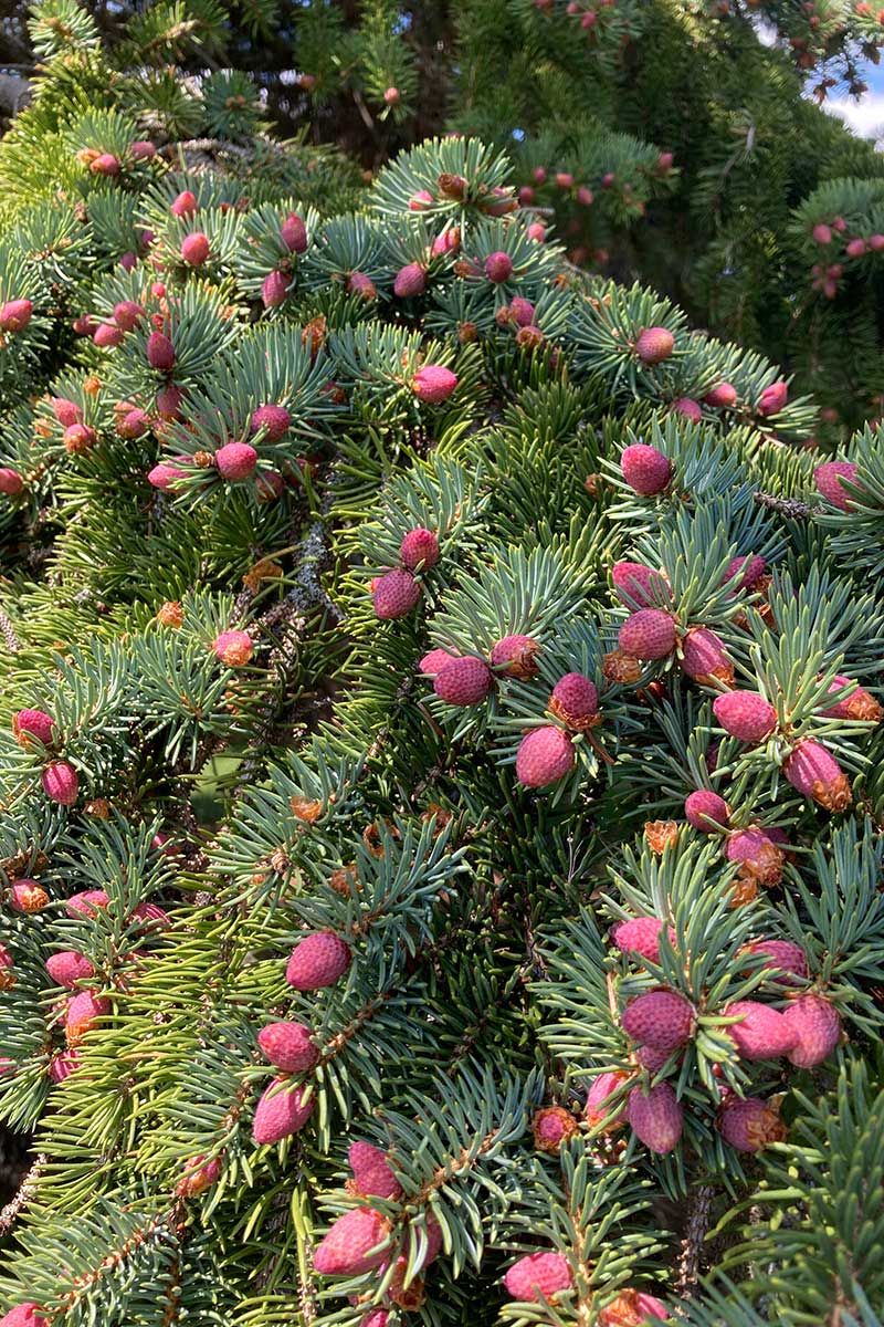 immergrüne Nadelgehölze mit fruchtartiger Blüte