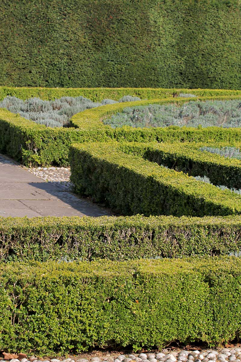 Monokultur Nadelgehölz