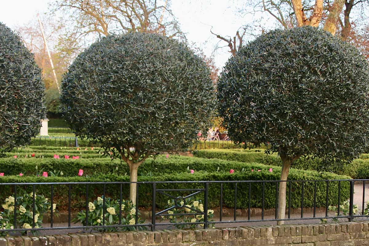 Immergrüne Laubgehölze in einer Parkanlage