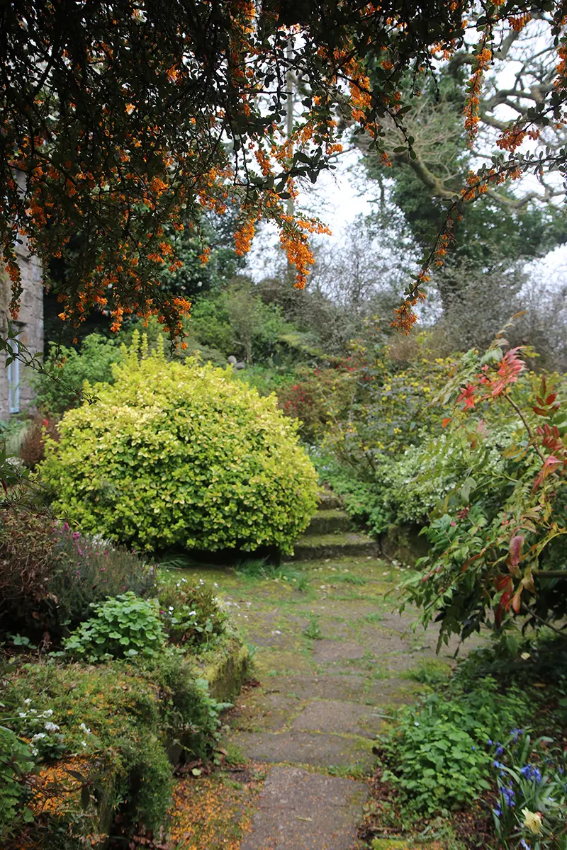 Kleiner Ausschnitt aus einem typischen englischen Cottage Garten mit üppiger Bepflanzung und einem Steinweg in der Mitte.