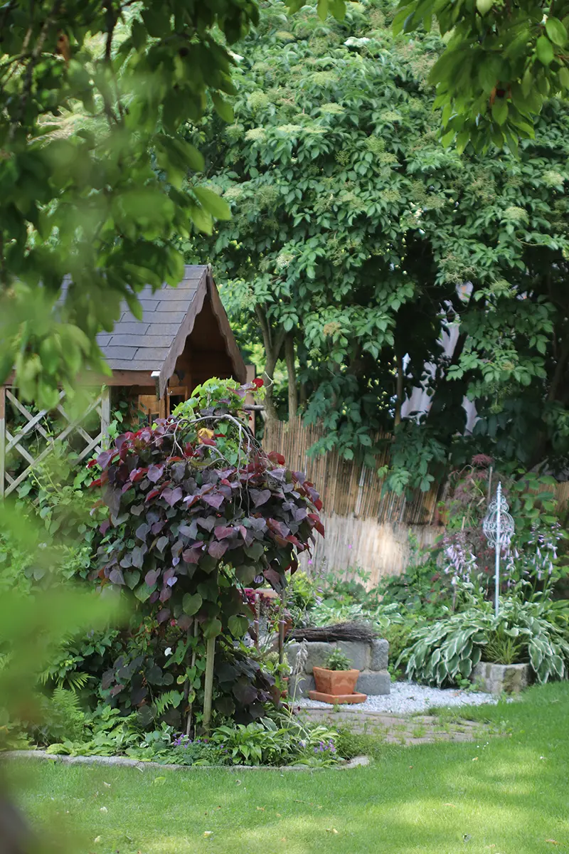 Ausschnitt aus einer Ecke im Garten, Close up auf ein Gartenhäuschen aus Holz, davor sind üppige Büsche gepflanzt