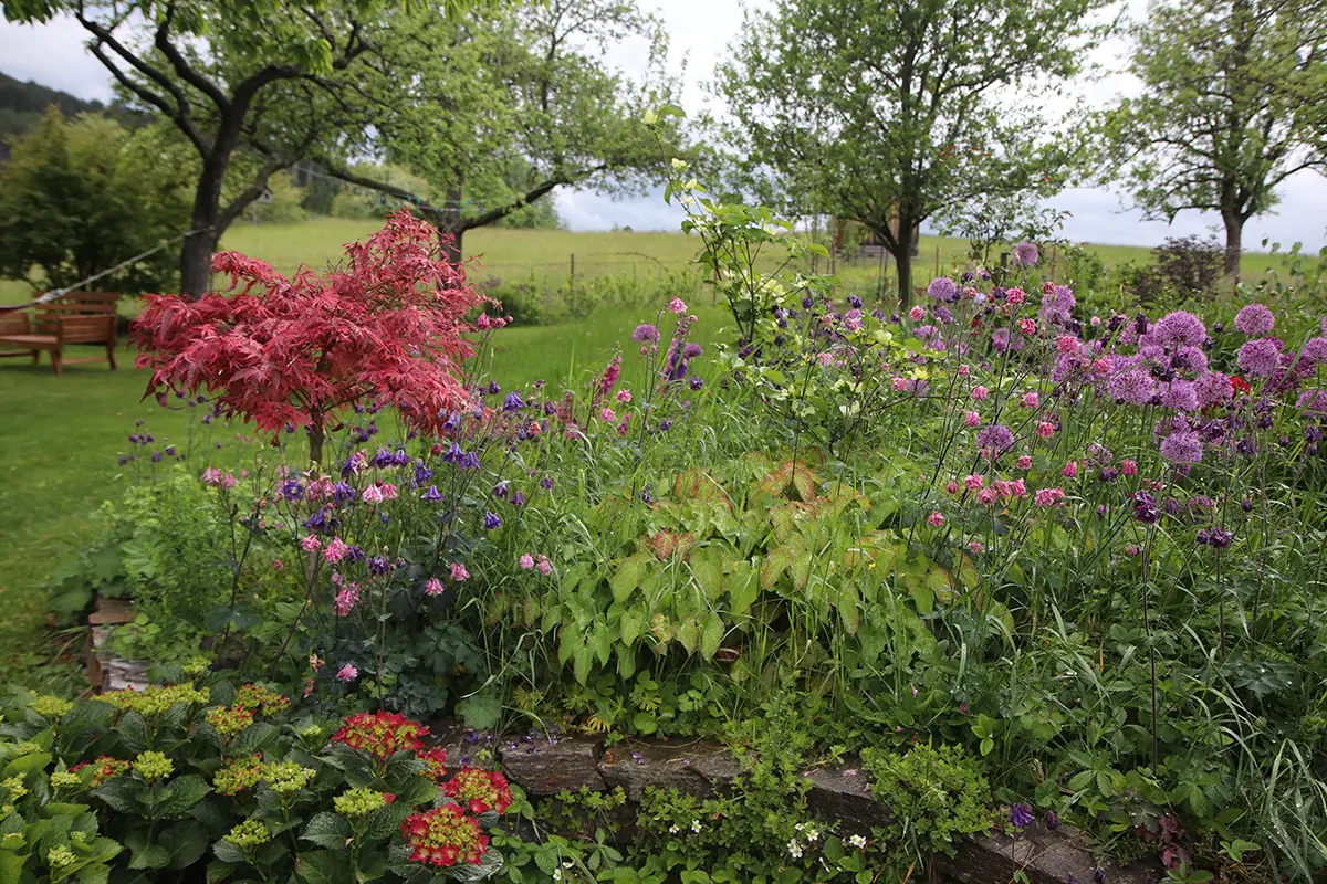 Close up von einem Garten im englischen Cottage Stil mit üppig bepflanzten Beeten, die gerade bunt blühen