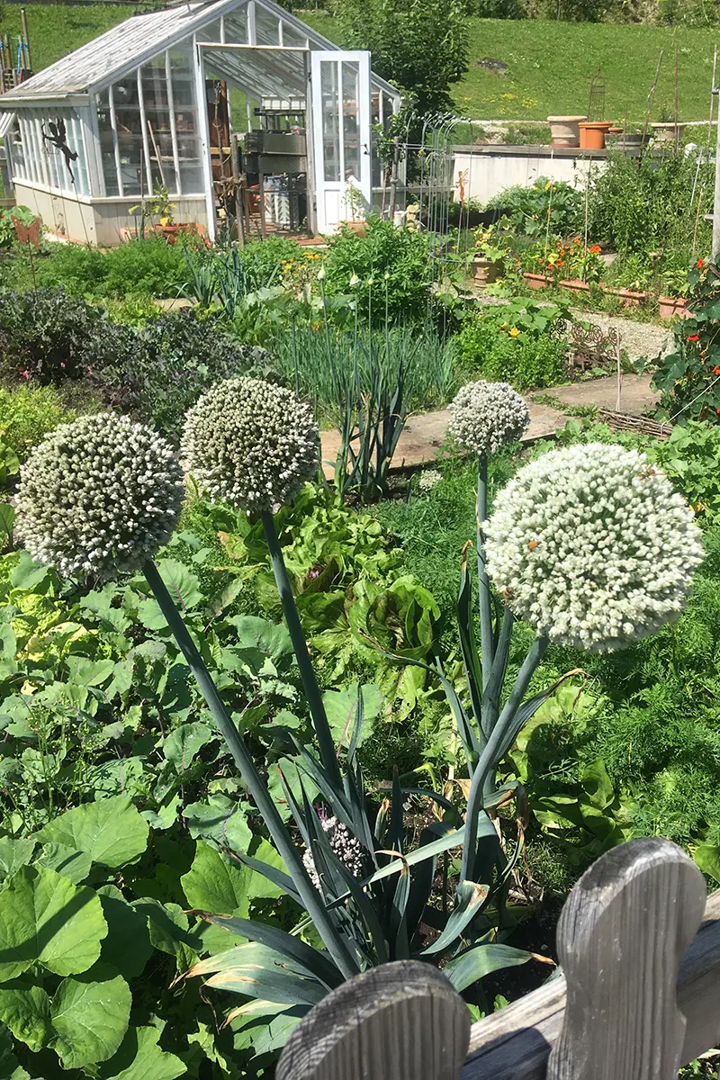 Blühender Cottage Garten im Sommer, mit Blick auf ein hübsches Glashaus in der Mitte des Gartens.