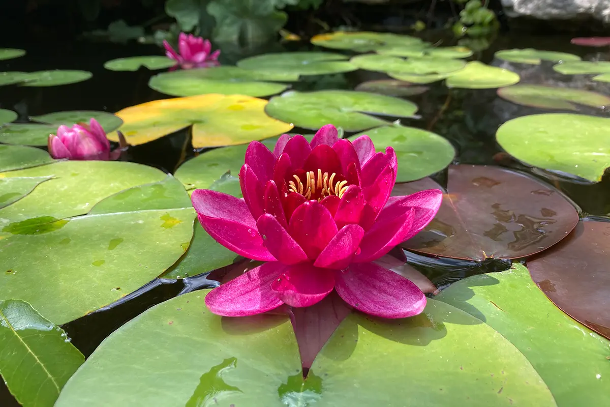 Ein Seerosenteich mit blühenden Seerosen. Im Vordergrund sieht man eine große, pinke Seerose.