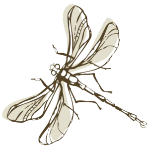 Libelle Illustration