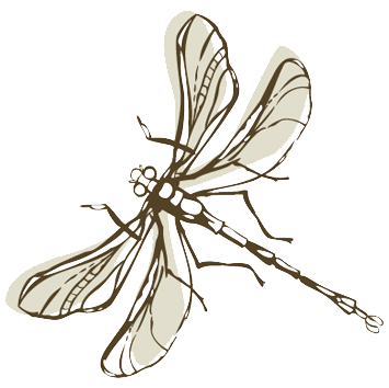 Libelle Illustration