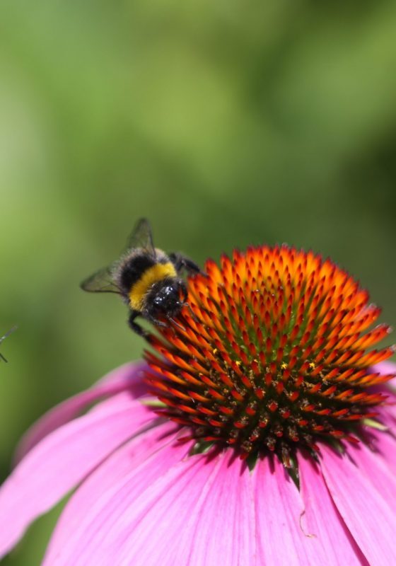 Gartengestaltung Libelle - Isabella Pfenning - Gartentipps Sommer - Pflanzenvielfalt